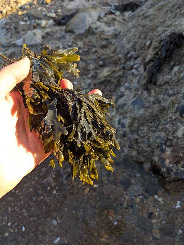 Image of seaweed I collected for colour extraction.